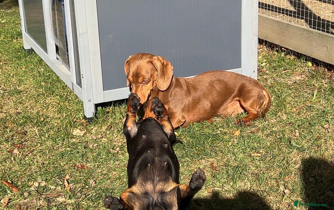 Miniature Dachshund dogs for stud: Teddy - Choc & Tan Proven Stud - Image 5