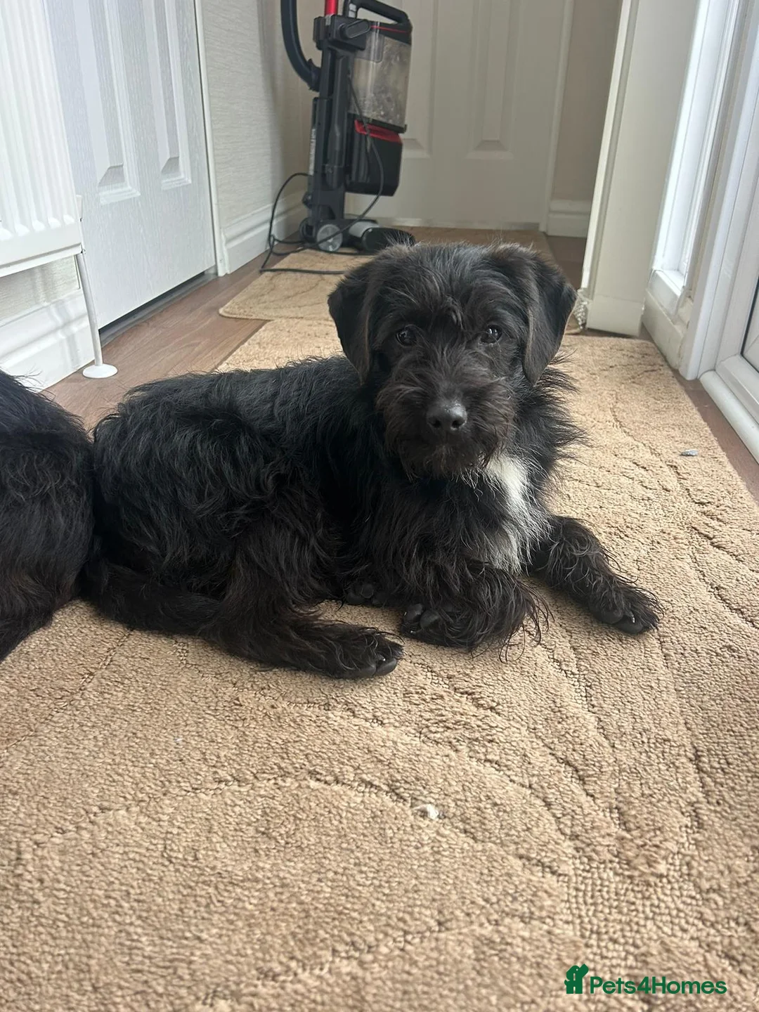 Jackapoo dogs for sale: Beautiful jackapoo for sale! - Advert 2