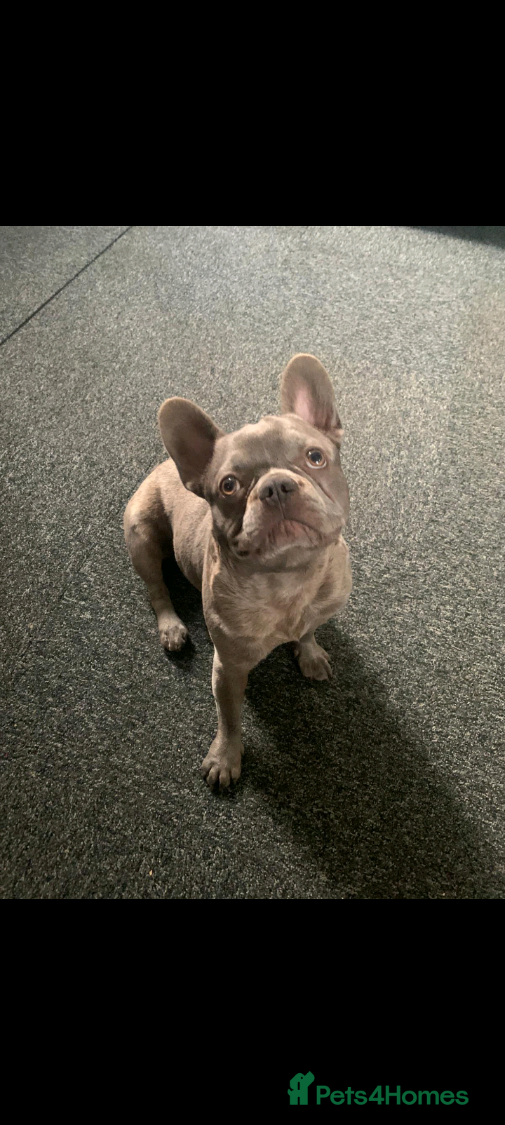 French Bulldog dogs French Bulldog - Advert 6