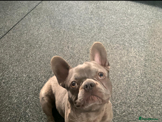 French Bulldog dogs French Bulldog - Advert 13