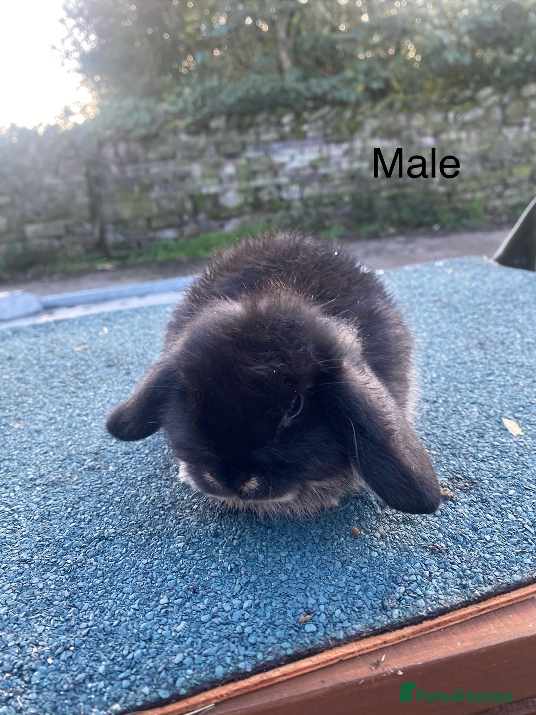 Mini Lop rabbits for sale: Mini lops - Image 5