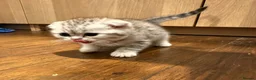 Scottish Fold cats for sale: Beautiful Scottish Fold Kittens — for Loving Homes - Advert 9