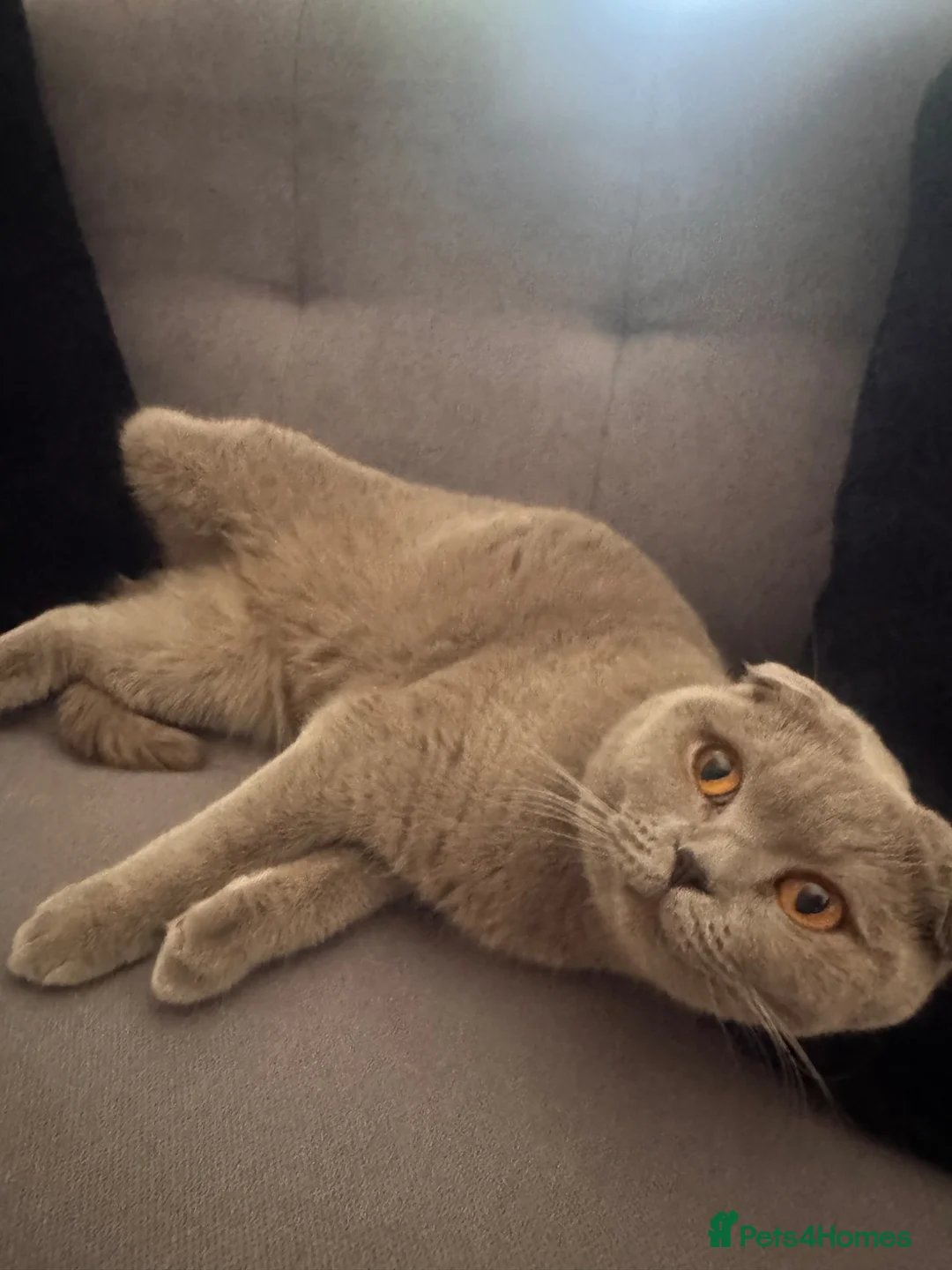 Scottish Fold cats for sale: Scottish fold looking for new home - Advert 3