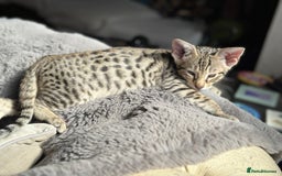 Savannah cats for sale: Savannah F4 girl kittens - Image 9