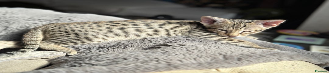Savannah Kitten 1