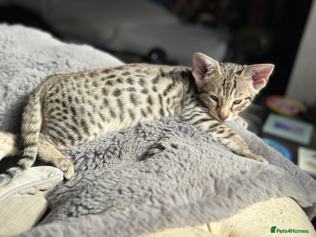 Savannah cats for sale: Savannah F4 girl kittens - Image 9