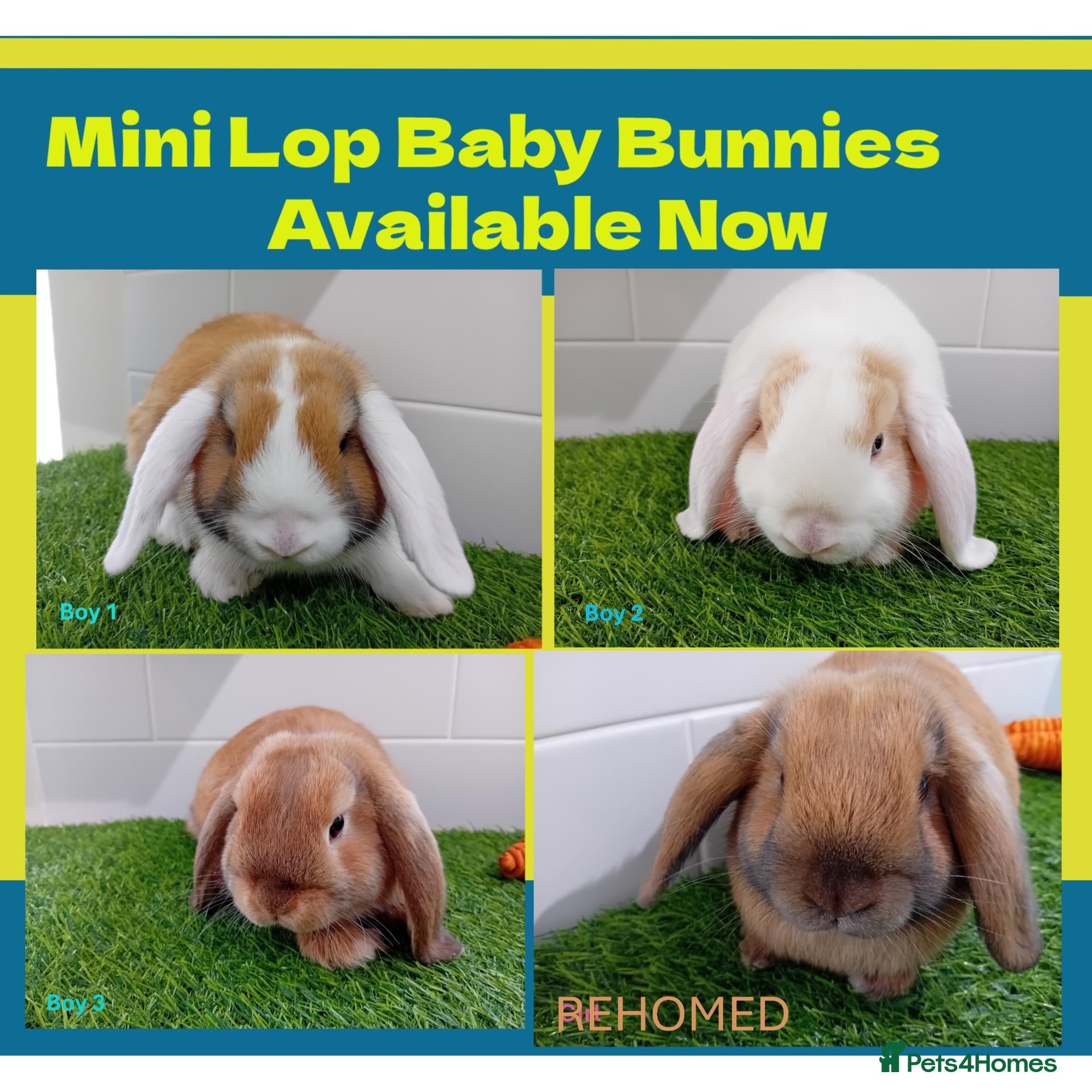 Mini Lop rabbits Mini Lop Baby Bunnies - Ready now!! - Advert 5