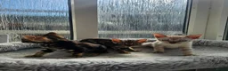 Bengal cats for sale: Bengal Kittens(Marble and Snow bengal available) - Advert 12