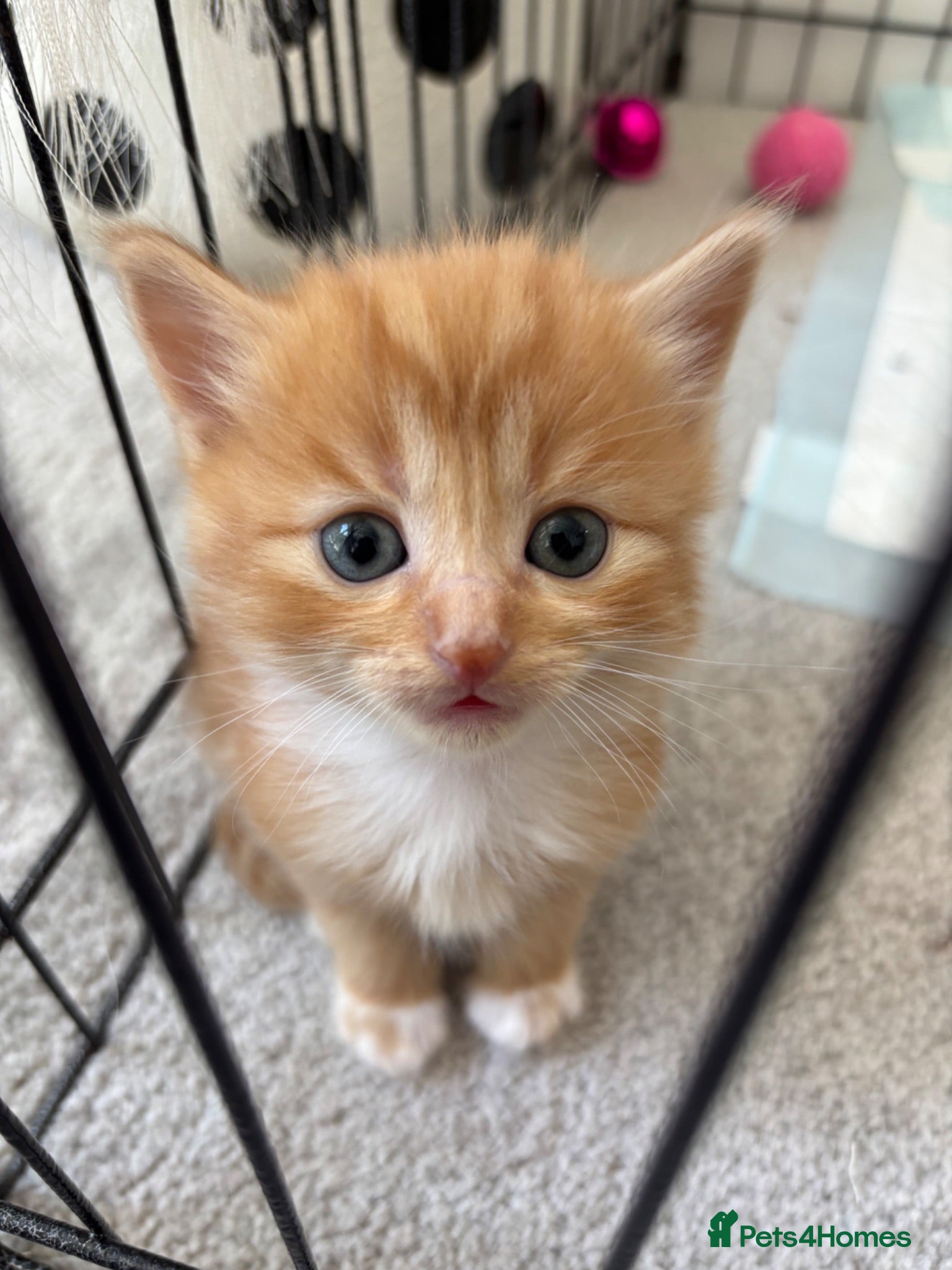 Mixed Breed cats Beautiful Kittens Looking for Their Forever Home - Advert 13