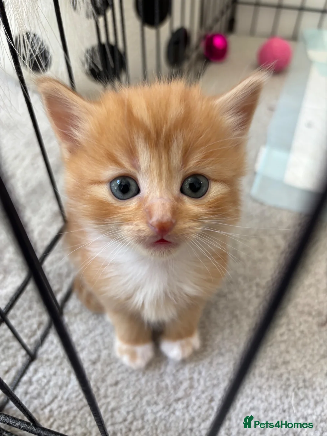 Mixed Breed cats for sale: Beautiful Kittens Looking for Their Forever Home - Advert 1