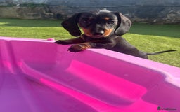 Miniature Dachshund dogs for sale: 🐾 PRICE REDUCED Beautiful miniature dachshunds  - Image 9