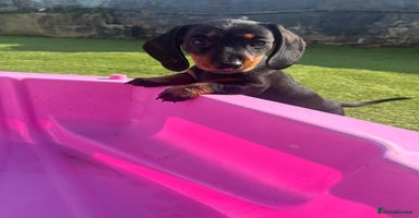 Miniature Dachshund dogs - Advert 7