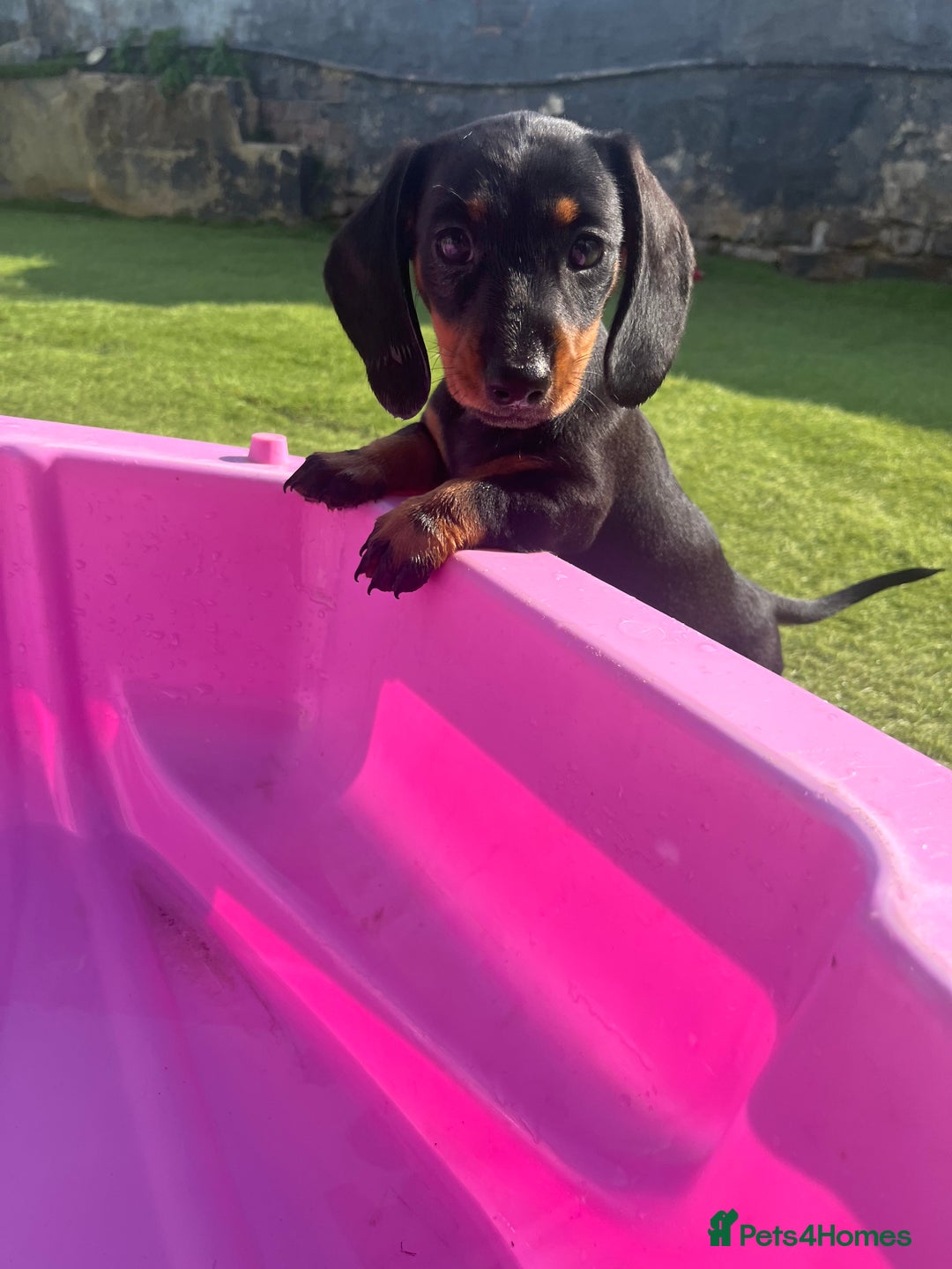 Miniature Dachshund dogs for sale: 🐾 PRICE REDUCED Beautiful miniature dachshunds  - Image 9