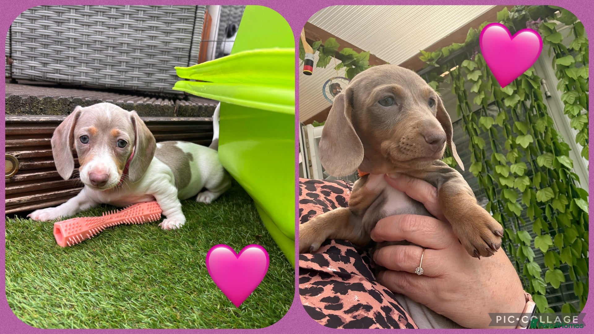 Dachshund dogs Beautiful Dachshund Puppies  - Advert 17