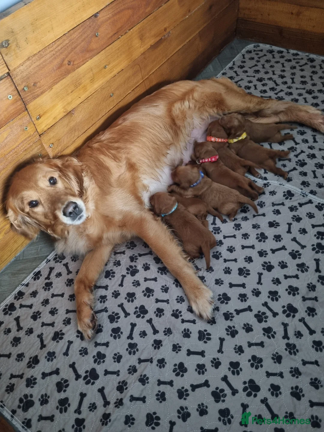 Mini Goldendoodle dogs for sale: F1 Fox Red Health Tested Mini Goldendoodles - Advert 13