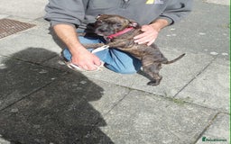 Staffordshire Bull Terrier dogs for adoption: Holistic homes needed for young staffies  - Advert 2