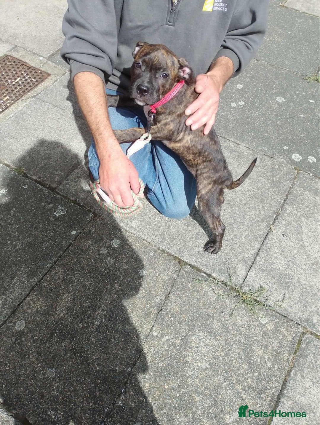 Staffordshire Bull Terrier dogs for adoption: Holistic homes needed for young staffies  - Advert 2