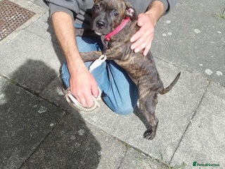 Staffordshire Bull Terrier dogs Holistic homes needed for young staffies - Advert 1
