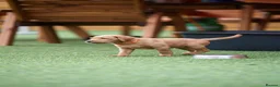 Labrador Retriever dogs for sale: Outstanding fully health tested fox red and black  - Advert 12