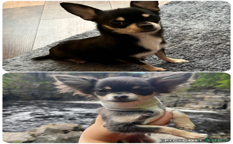 Chihuahua dogs - Advert 15