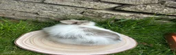 Angora rabbits for sale: Full Face English Angoras - Advert 27