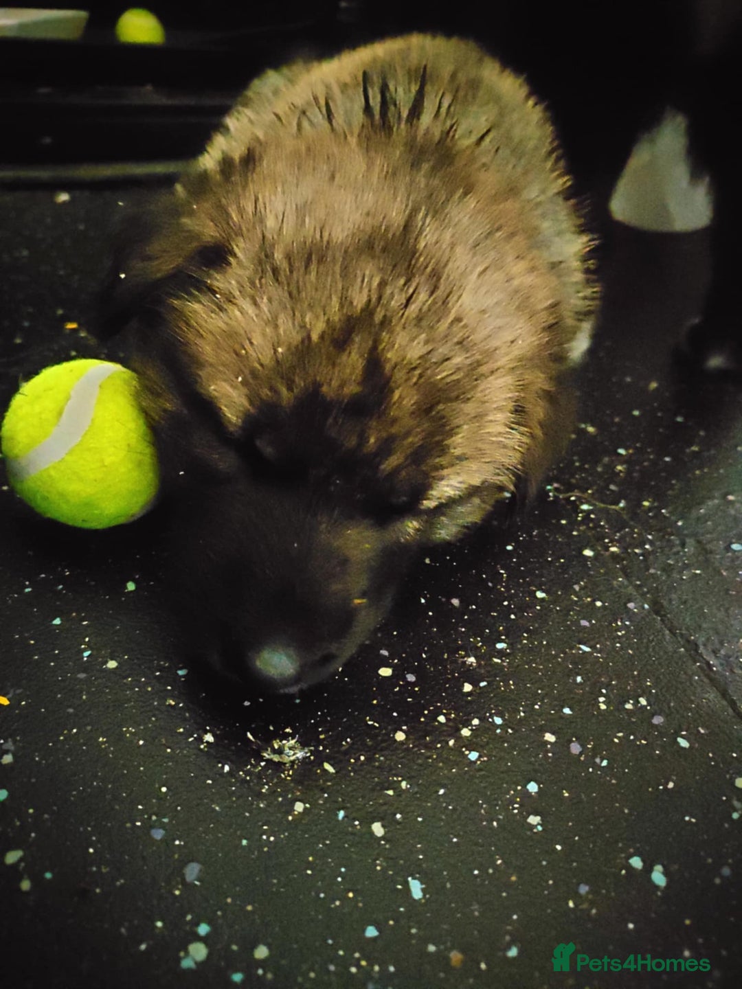 Mixed Breed dogs for sale: Beautiful Shepsky puppies - Image 5