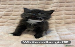 British Shorthair cats for sale: 7 stunning British shorthair cross kittens🩷🩵 - Image 16