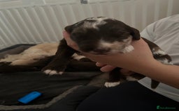 Mixed Breed dogs for sale: Double doodles  - Image 4