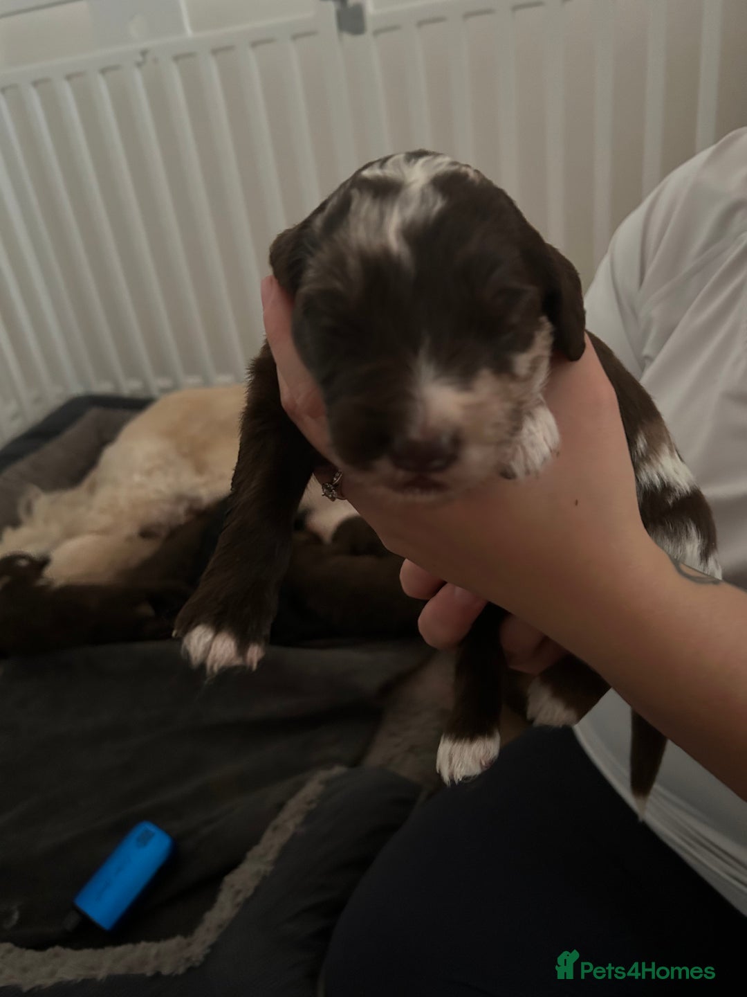 Mixed Breed dogs for sale: Double doodles  - Image 4