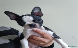 Boston Terrier dogs for sale: Stunning healthy puppies - Image 12