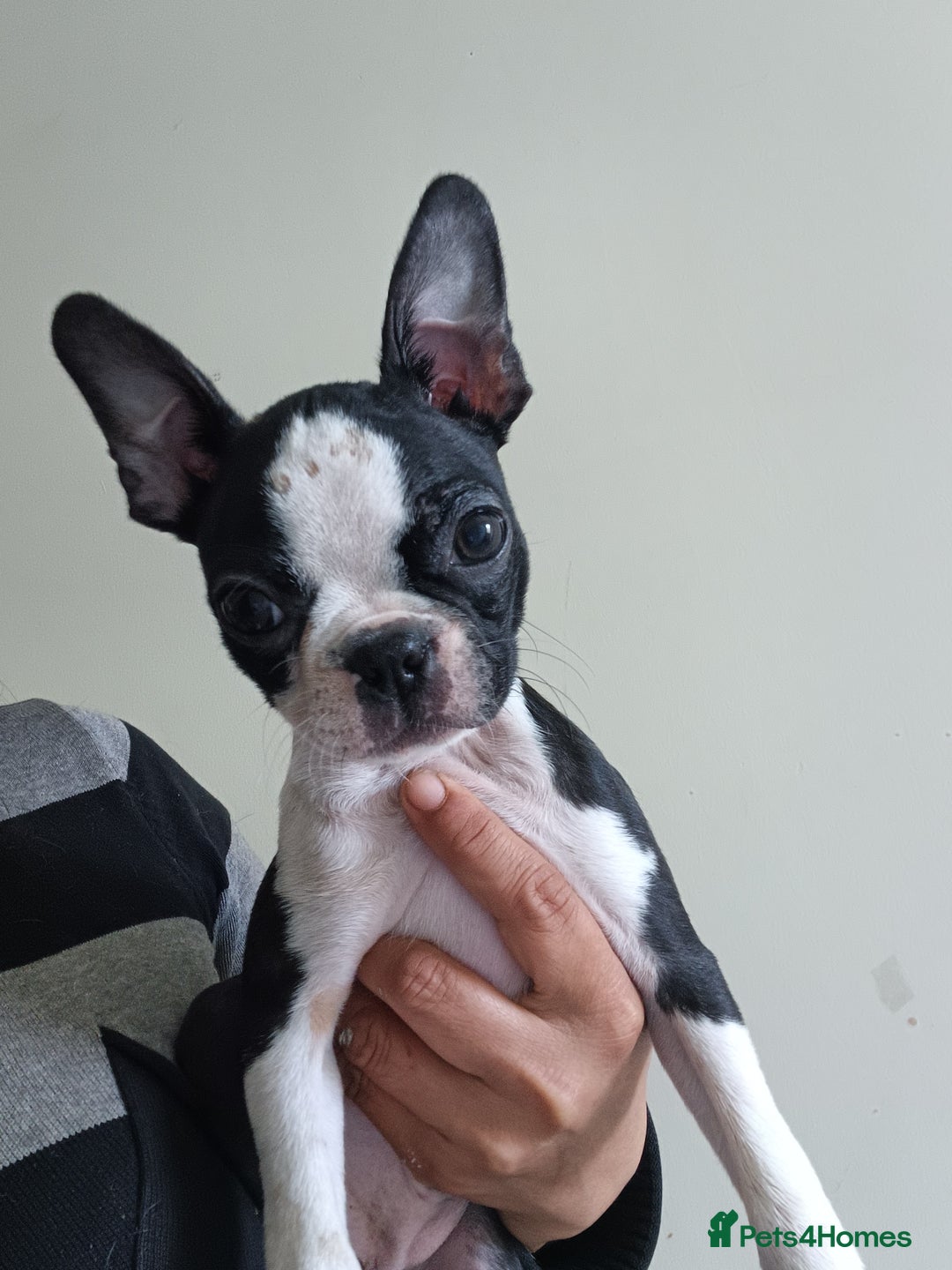 Boston Terrier dogs for sale: Stunning healthy puppies - Image 12