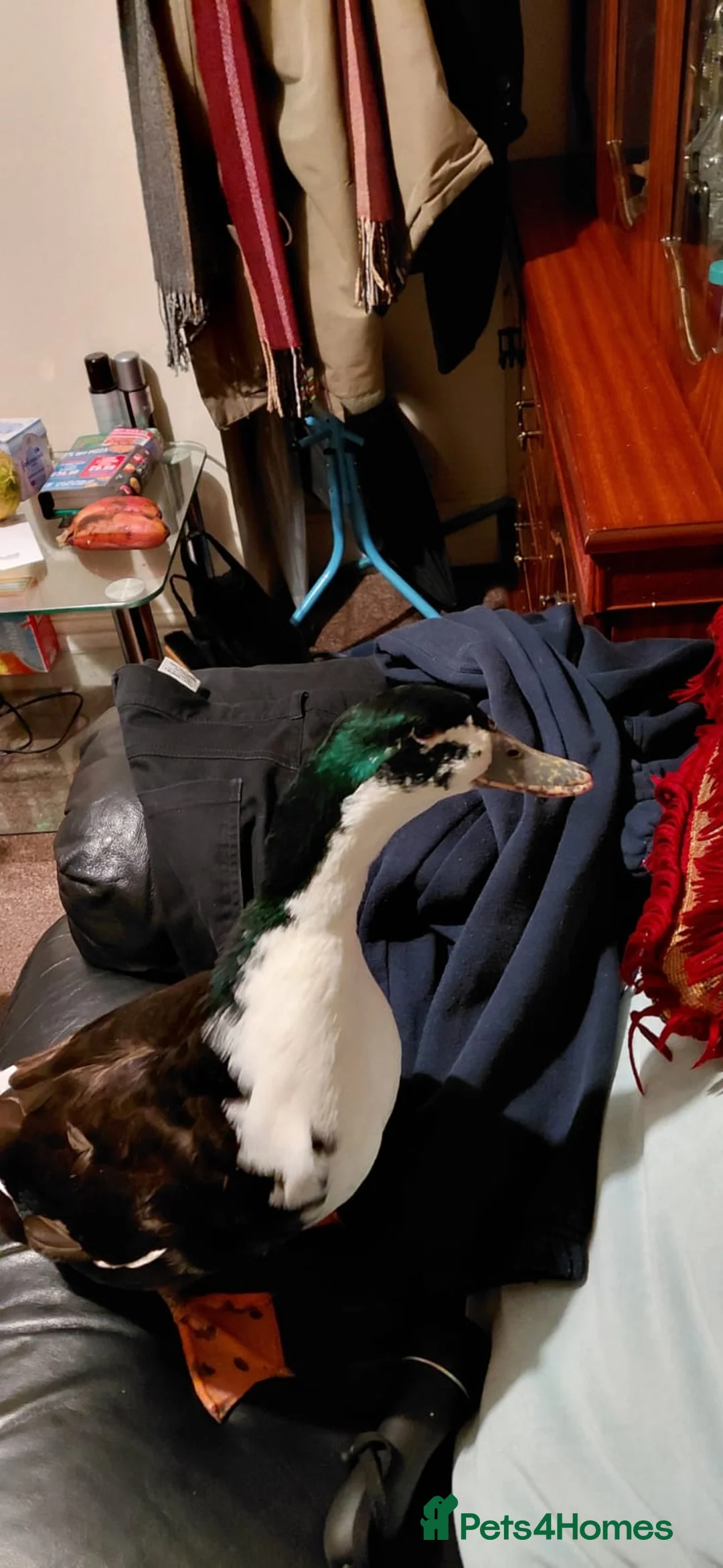 Ducks poultry for sale: Khaki campell drake for sale  - Advert 2