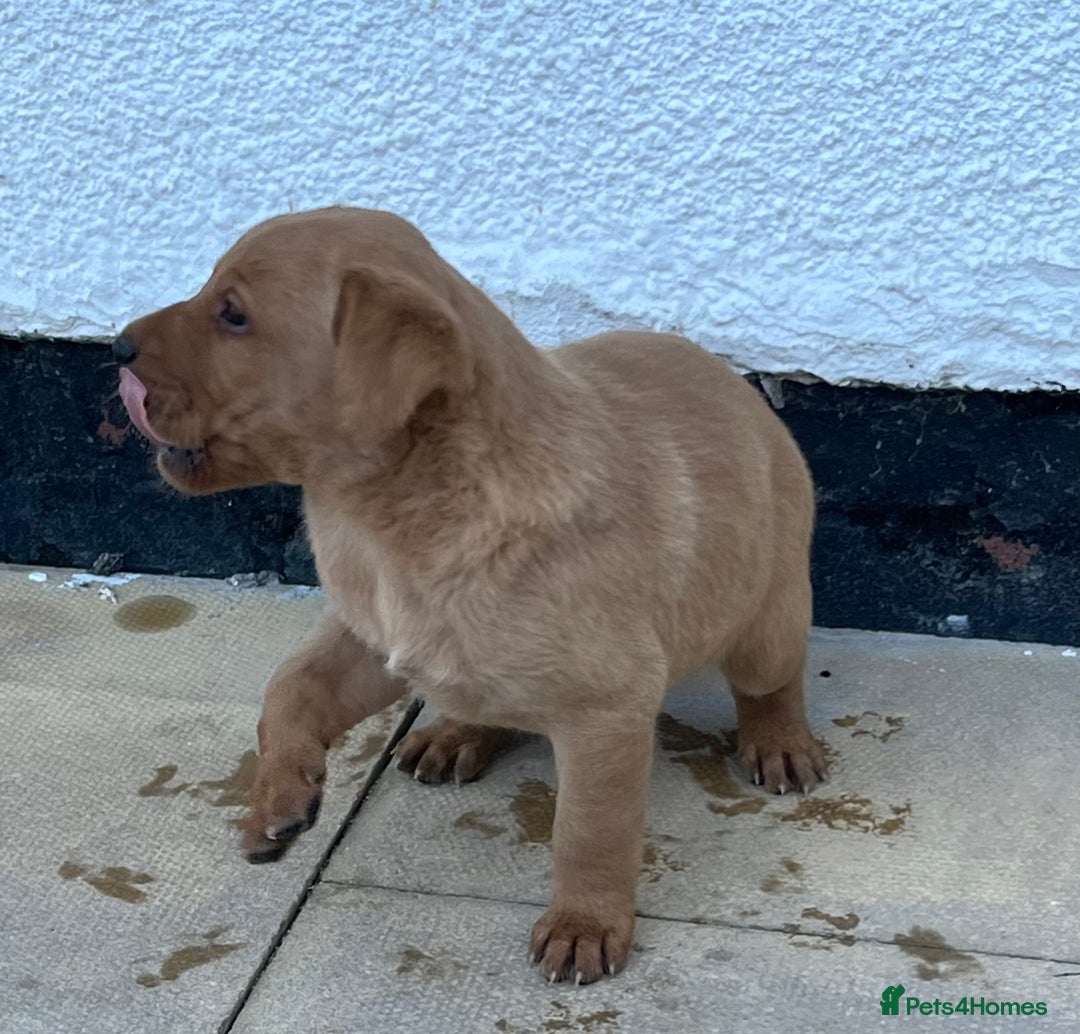 Labrador Retriever dogs for sale: Labrador puppies - Advert 10