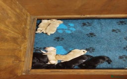 Labrador Retriever dogs for sale: KC registered yellow/black labrador puppies  - Image 3