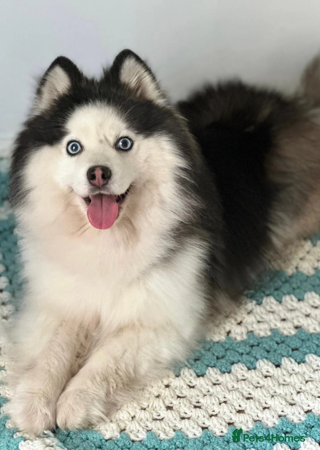 Pomsky dogs for stud: Pomsky stud  in Glasgow - Advert 6