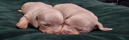 Dachshund dogs for sale: Miniature dachshund puppies  - Advert 2