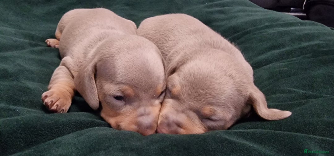 Dachshund dogs for sale: Miniature dachshund puppies  - Advert 2