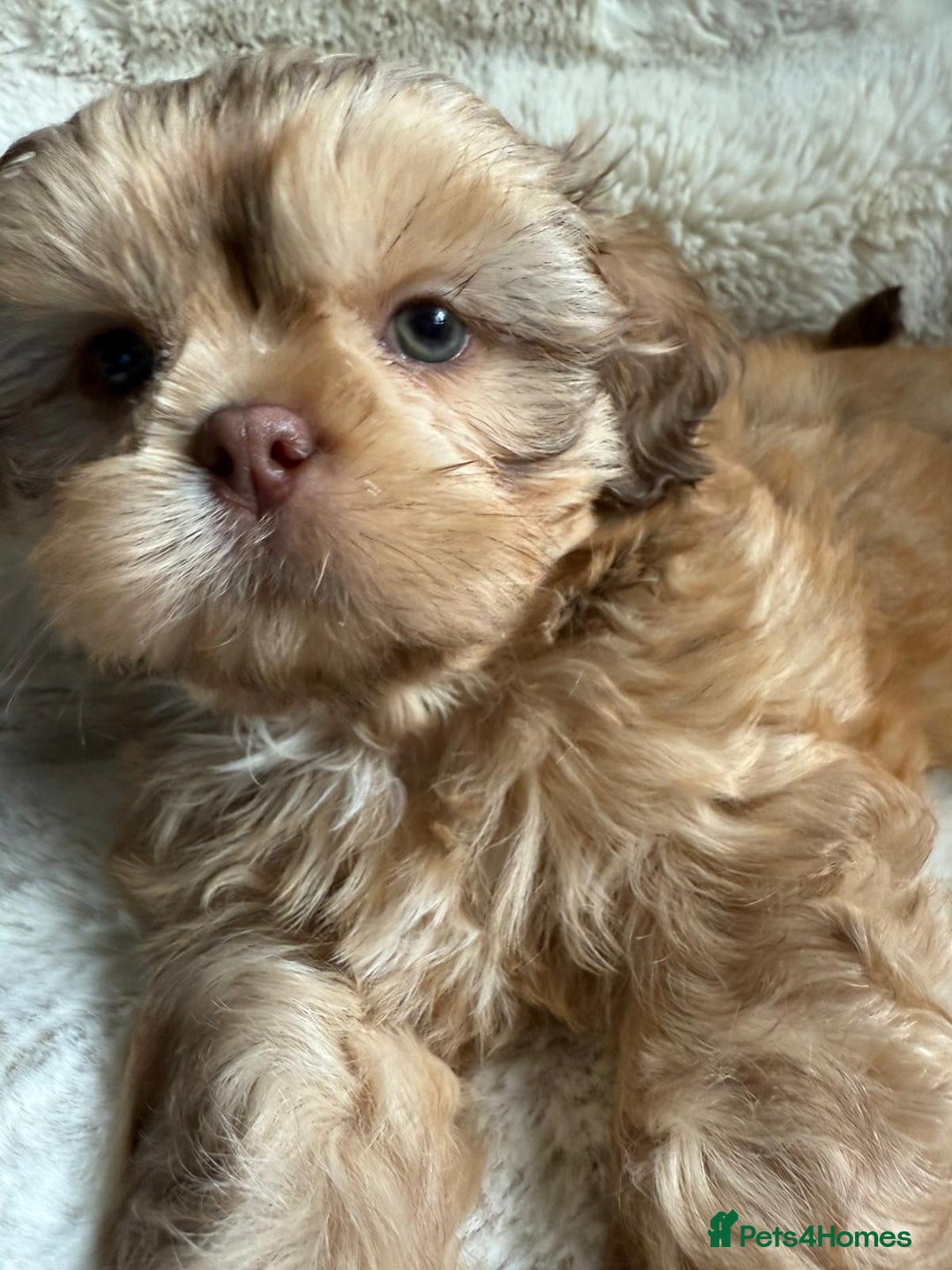 Shih Tzu dogs for sale: 4 imperial shih Tzu beautiful boys  - Image 4