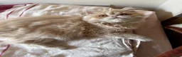 Persian cats for sale: Vaccinated 4 Beautiful Persian Chinchilla Kittens  - Advert 29