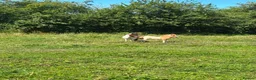 Shetland pony horses for sale: Shetland Mare and Filly foal - Advert 3
