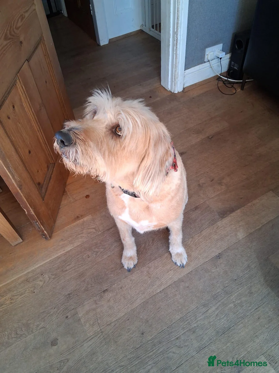 Mixed Breed dogs for adoption: Odi - Griffon cross looking for his forever home in Burton-on-Trent - Advert 2