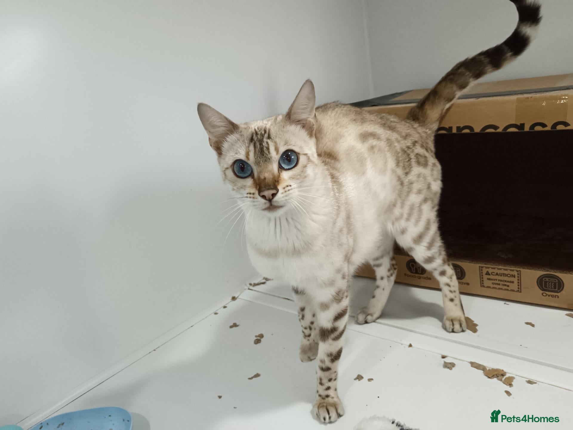 Bengal cats F6 Tica Reg Bengals - Advert 1