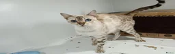 Bengal cats for sale: F6 Tica Reg Bengals - Advert 1