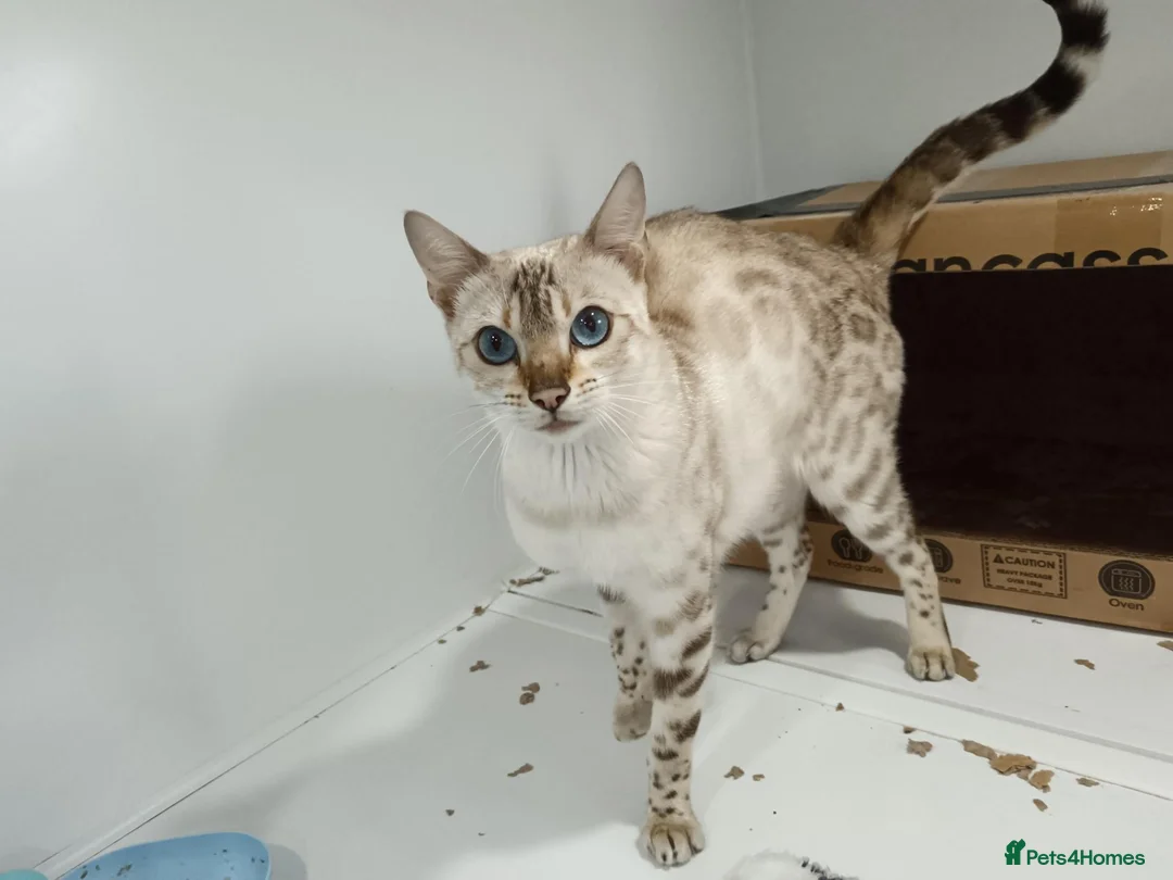 Bengal cats for sale: F6 Tica Reg Bengals - Advert 1