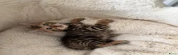 Bengal cats for sale: TICA pure breed Bengal kittens available.  - Advert 37