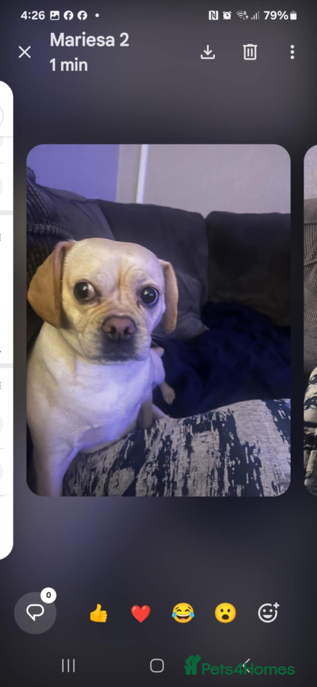 Puggle dogs for sale: Roxy age 4 - Image 2
