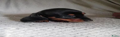 Dachshund 5