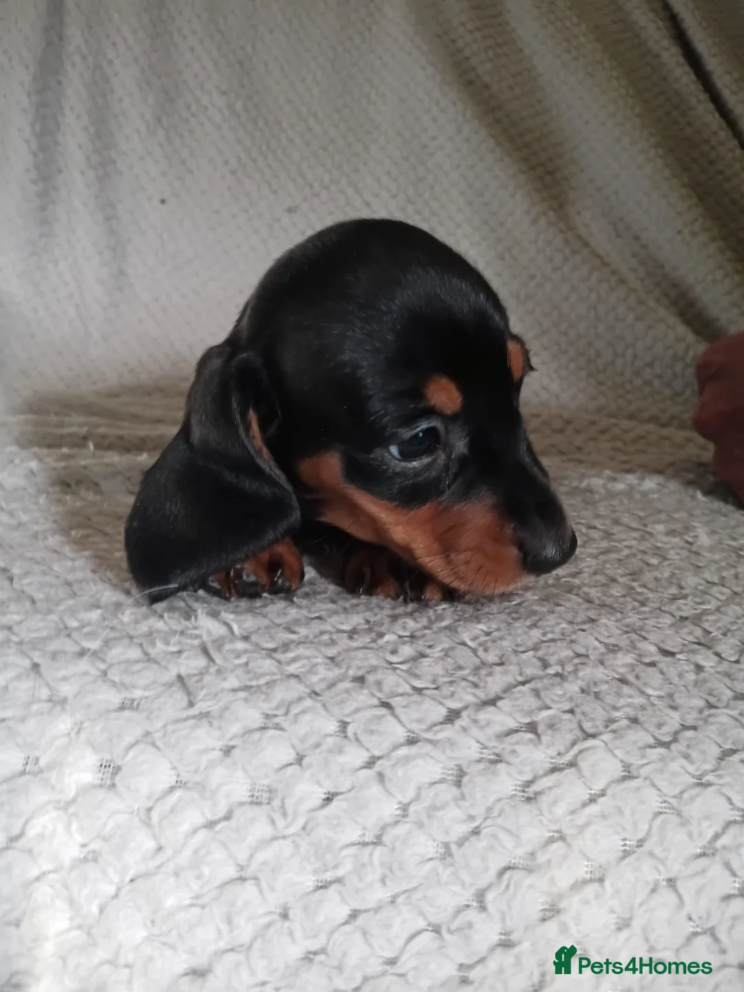 Dachshund dogs for sale: Puppies chocolate and black and tan dashounds  - Advert 2