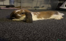 French Lop rabbits for sale: 2 boy French lop rabbits  - Image 4