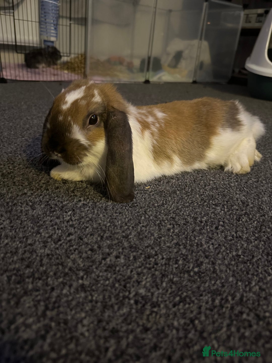 French Lop rabbits for sale: 2 boy French lop rabbits  - Image 4